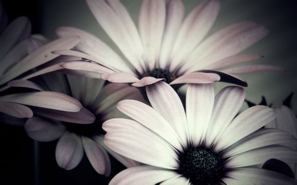 苹果电脑放音乐怎么不唱